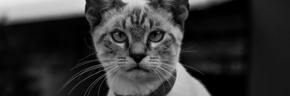 Sweet Cat
